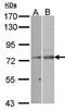 Filamin B antibody, orb73740, Biorbyt, Western Blot image 