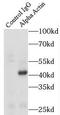 Actin, alpha skeletal muscle antibody, FNab00321, FineTest, Immunoprecipitation image 