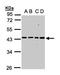 Mitochondrial Ribosomal Protein S5 antibody, LS-C185575, Lifespan Biosciences, Western Blot image 