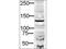 Diaphanous Related Formin 2 antibody, A07378, Boster Biological Technology, Western Blot image 