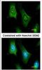 6-pyruvoyl tetrahydrobiopterin synthase antibody, NBP1-32975, Novus Biologicals, Immunofluorescence image 