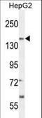Protein SOGA1 antibody, LS-C167112, Lifespan Biosciences, Western Blot image 