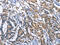 Synaptotagmin-17 antibody, CSB-PA695460, Cusabio, Immunohistochemistry frozen image 