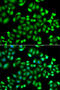 MAPK Activated Protein Kinase 3 antibody, STJ29709, St John
