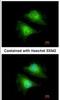 Acetyl-CoA Acyltransferase 1 antibody, NBP2-15233, Novus Biologicals, Immunofluorescence image 