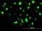 Barrier-to-autointegration factor antibody, H00008815-M07, Novus Biologicals, Immunocytochemistry image 