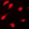 PTTG1 Regulator Of Sister Chromatid Separation, Securin antibody, orb214880, Biorbyt, Immunofluorescence image 
