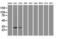 Neurotrophic factor antibody, LS-C114328, Lifespan Biosciences, Western Blot image 