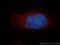 NudE Neurodevelopment Protein 1 antibody, 10233-1-AP, Proteintech Group, Immunofluorescence image 