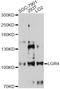 Leucine-rich repeat-containing G-protein coupled receptor 4 antibody, LS-C747749, Lifespan Biosciences, Western Blot image 