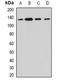 BCL2 Like 1 antibody, orb388619, Biorbyt, Western Blot image 
