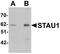 Double-stranded RNA-binding protein Staufen homolog 1 antibody, A04259, Boster Biological Technology, Western Blot image 