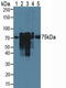 Src substrate protein p85 antibody, MBS2026885, MyBioSource, Western Blot image 