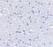  antibody, NBP1-76852, Novus Biologicals, Immunohistochemistry frozen image 