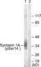 Syntaxin 1A antibody, LS-C823550, Lifespan Biosciences, Western Blot image 