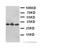 Dickkopf WNT Signaling Pathway Inhibitor 1 antibody, LS-C312623, Lifespan Biosciences, Western Blot image 
