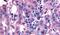 N-Acetylneuraminic Acid Phosphatase antibody, PA5-32940, Invitrogen Antibodies, Immunohistochemistry frozen image 