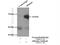 Albumin antibody, 16475-1-AP, Proteintech Group, Immunoprecipitation image 