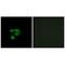 SCA2 antibody, A09496-1, Boster Biological Technology, Immunohistochemistry frozen image 