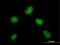 DPY30 Domain Containing 1 antibody, MA5-23063, Invitrogen Antibodies, Immunofluorescence image 