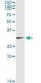Oligodendrocyte Transcription Factor 1 antibody, H00116448-M06, Novus Biologicals, Immunoprecipitation image 