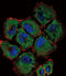 Solute Carrier Family 36 Member 1 antibody, LS-B9339, Lifespan Biosciences, Immunofluorescence image 