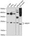 Mesoderm posterior protein 1 antibody, 13-461, ProSci, Western Blot image 