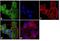 Transferrin Receptor antibody, 13-6800, Invitrogen Antibodies, Immunofluorescence image 