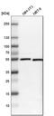 Ring Finger Protein 14 antibody, HPA008716, Atlas Antibodies, Western Blot image 