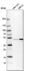 BCL2 Associated Athanogene 5 antibody, HPA016429, Atlas Antibodies, Western Blot image 