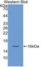 Vascular Endothelial Growth Factor-121 antibody, LS-C372823, Lifespan Biosciences, Western Blot image 