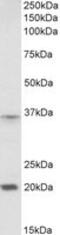 Homeobox A9 antibody, MBS422369, MyBioSource, Western Blot image 