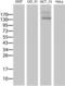 Multidrug resistance protein 1 antibody, TA801007, Origene, Western Blot image 