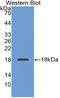 PDGFB antibody, LS-C314198, Lifespan Biosciences, Western Blot image 