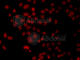 Heterogeneous Nuclear Ribonucleoprotein A1 antibody, A7491, ABclonal Technology, Immunofluorescence image 