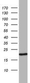 Mitochondrial Ribosomal Protein S11 antibody, MA5-26573, Invitrogen Antibodies, Western Blot image 