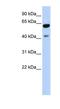 Zinc Finger Protein 641 antibody, NBP1-80151, Novus Biologicals, Western Blot image 