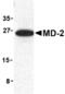 Lymphocyte antigen 96 antibody, AHP1717T, Bio-Rad (formerly AbD Serotec) , Immunohistochemistry paraffin image 