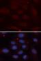 Karyopherin Subunit Alpha 1 antibody, FNab04634, FineTest, Immunofluorescence image 