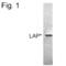 CCAAT Enhancer Binding Protein Beta antibody, MA1-826, Invitrogen Antibodies, Western Blot image 