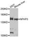 Nephrocystin 3 antibody, STJ111313, St John