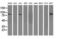 Dipeptidyl Peptidase 3 antibody, LS-C173178, Lifespan Biosciences, Western Blot image 