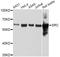 SRC-1 antibody, abx125251, Abbexa, Western Blot image 