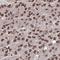 Zinc Finger Protein 593 antibody, HPA059387, Atlas Antibodies, Immunohistochemistry frozen image 