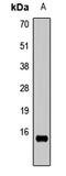 Histone H3.1t antibody, LS-C668840, Lifespan Biosciences, Western Blot image 