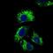CD25 antibody, NBP2-37349, Novus Biologicals, Immunocytochemistry image 