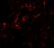 Growth Differentiation Factor 1 antibody, A07609-1, Boster Biological Technology, Immunofluorescence image 