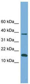 BolA Family Member 1 antibody, TA329941, Origene, Western Blot image 