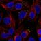 SERPINA1 antibody, HPA001292, Atlas Antibodies, Immunofluorescence image 