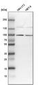Collagen Beta(1-O)Galactosyltransferase 2 antibody, PA5-56845, Invitrogen Antibodies, Western Blot image 